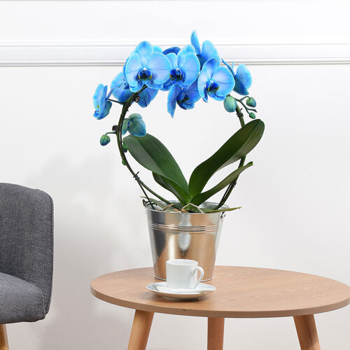 Livraison orchidée bleue - Orchidée - Foliflora