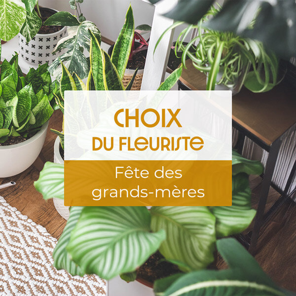 PLANTE POUR MAMIE 2