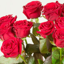 GRANDES ROSES ROUGES 3