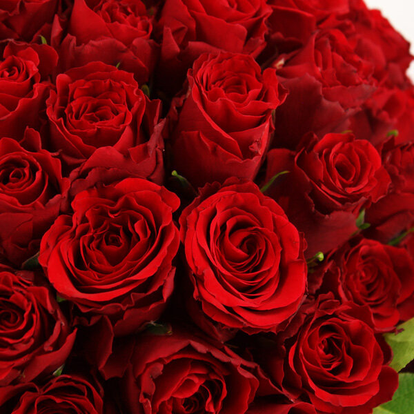 Bouquet de 70 roses rouges - Livraison Express | Florajet