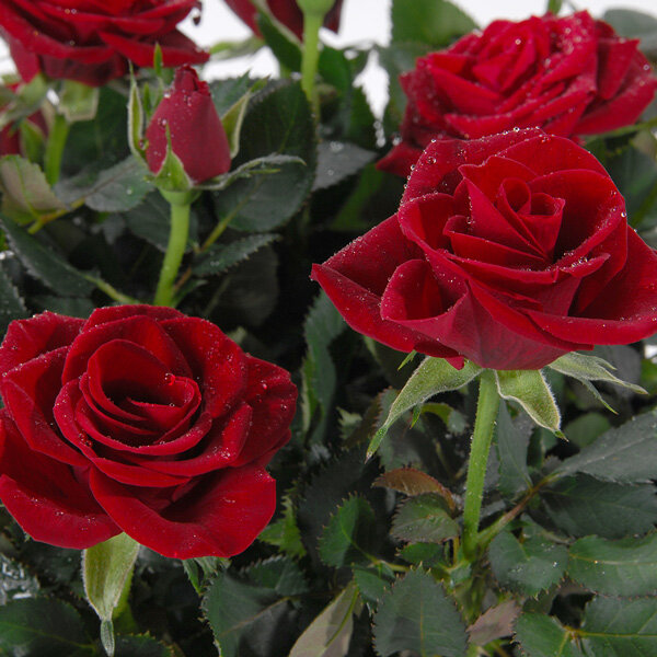 p_1001902497.jpg?product-images=l