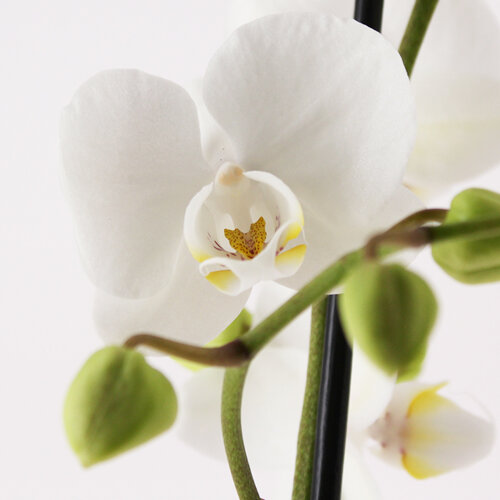 L'accroche coeur, Orchidée, Mariette80