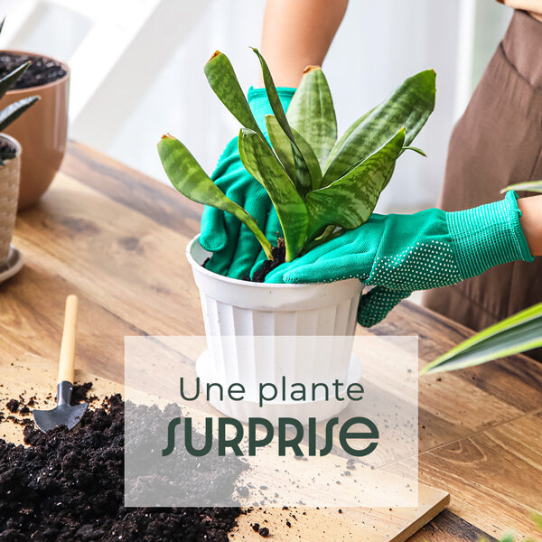 PLANTE POUR MAMIE 3