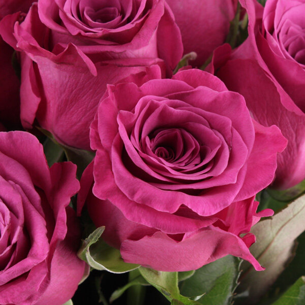 20 Roses Roses Bouquet de roses