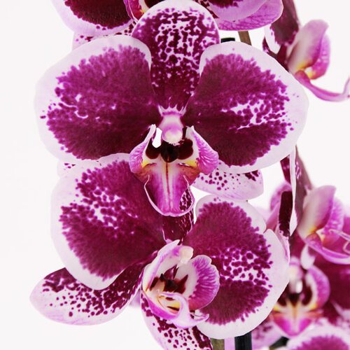 Orchidée 2 branches avec cache-pot - Des fleurs des fleurs etcà  Francheville - Vente de fleurs en ligne